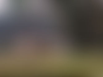 One Male and Ten horses now confirmed Dead in Shorrocks Hill Tragedy