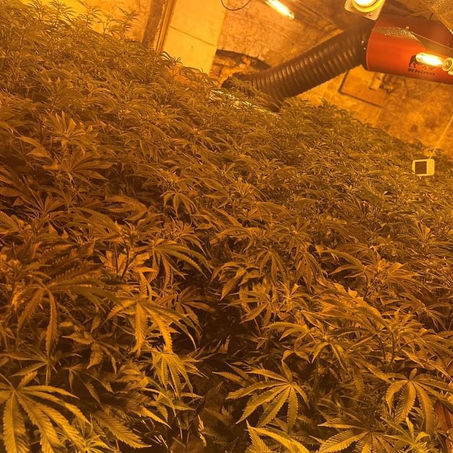 A 22-year-old male arrested for Cultivation of Cannabis in Sefton
