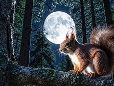 🌕 Look Up Tonight, Formby – The Wolf Supermoon Is Lighting Up Our Skies!