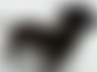 Animal charity fights plans for dog to be destroyed after eating its owner