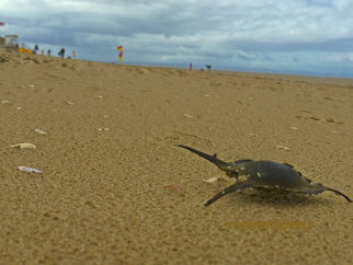 What is a 'Mermaids Purse'?
