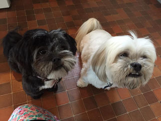 National Dog Day - So many dogs in Formby