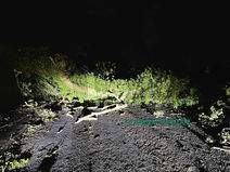 Park Wall Road in Lunt is closed due to a huge fallen tree until tomorrow