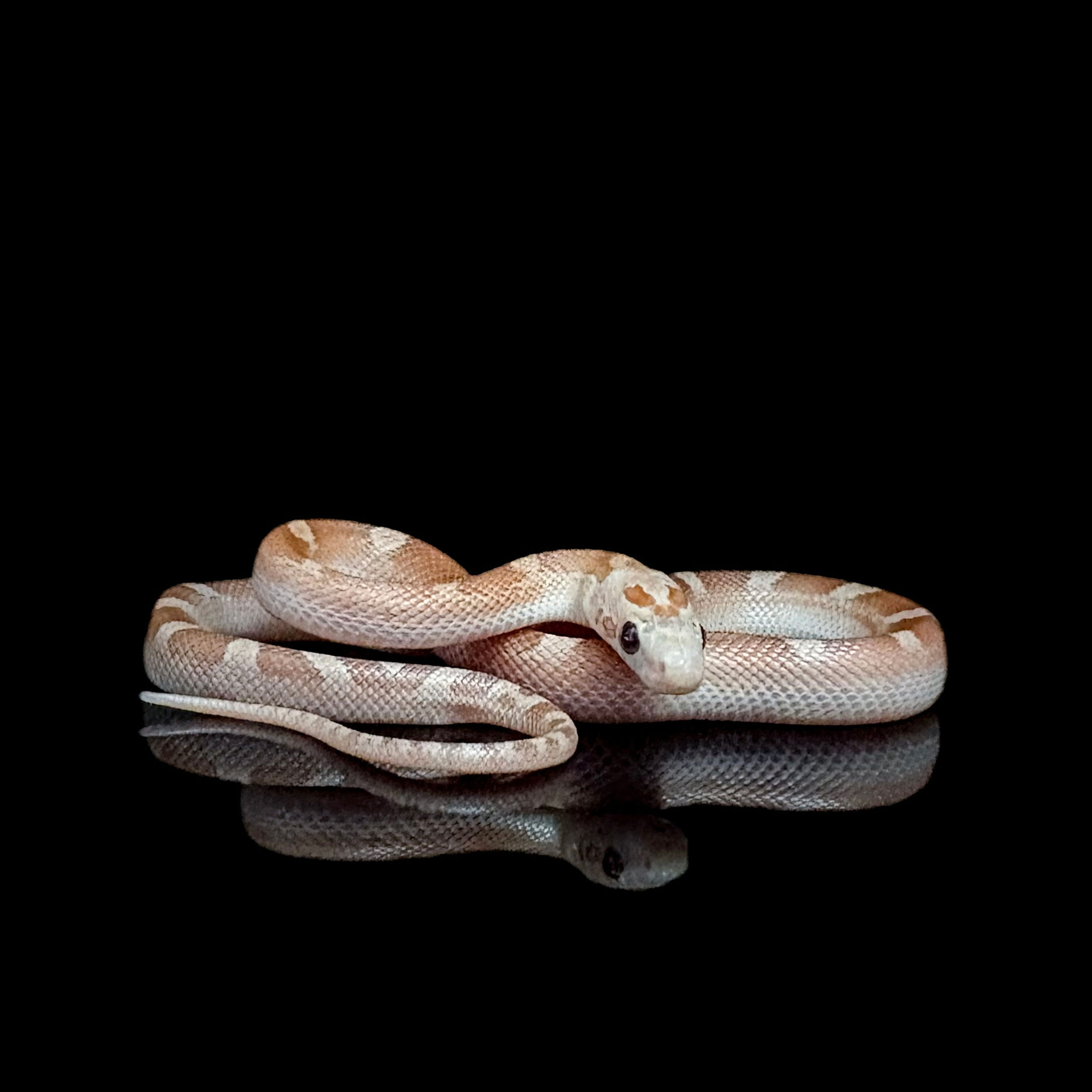 25 （極端）海波薰衣草血紅派玉米蛇