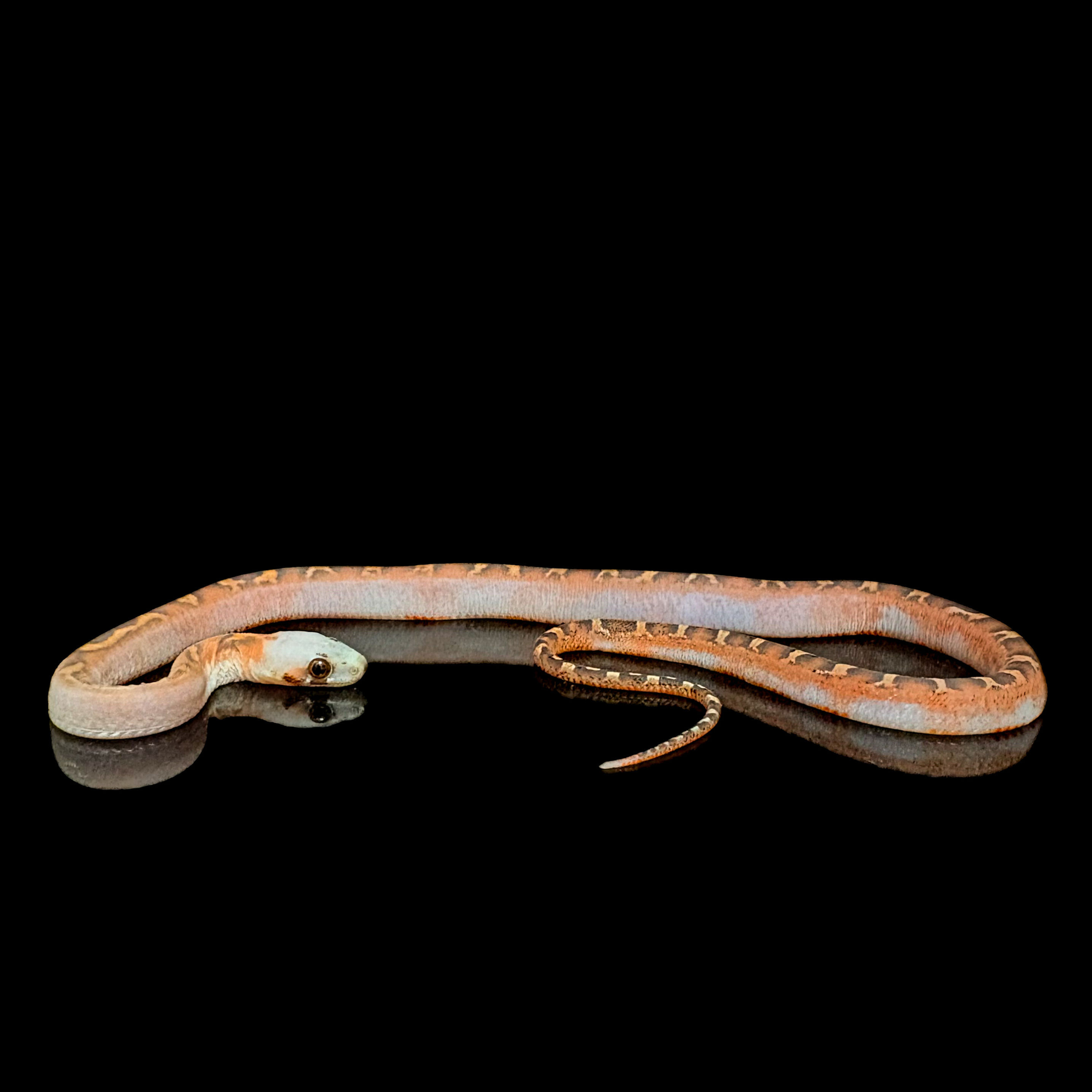 25 （極端）無鱗血紅派玉米蛇