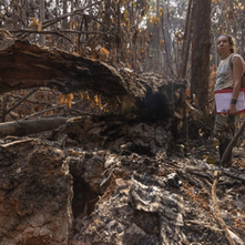 Megaincêncidos na Amazônia: estudos do PELD RAS ganham espaço na mídia