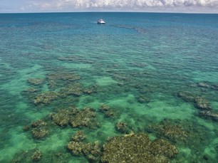 Mudanças climáticas causam declínio de recifes coralíneos em Abrolhos