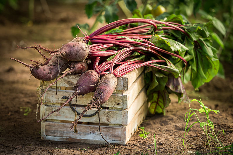 fresh-beetroot-on-wooden-box-rustic-garden-in-sum-2025-03-24-04-08-50-utc.jpg