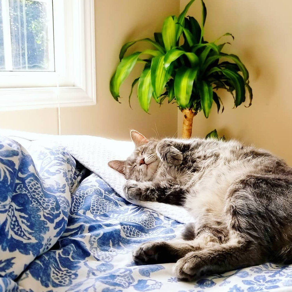 CatProof Furnishing Ideas