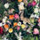 Thumbnail: When Spring Runs Wild — An 8-Week Flower CSA (Best Value)