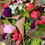Thumbnail: Summer CSA  (8 weeks worth) with Delivery