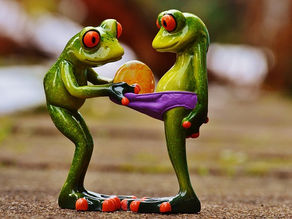 une grenouille qui regarde dans la culottes