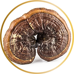 Ganoderma.png