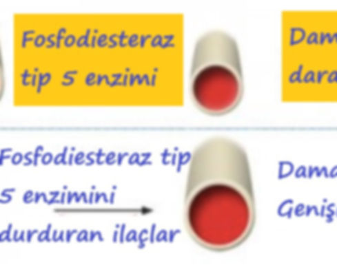 PDE5İ.jpg