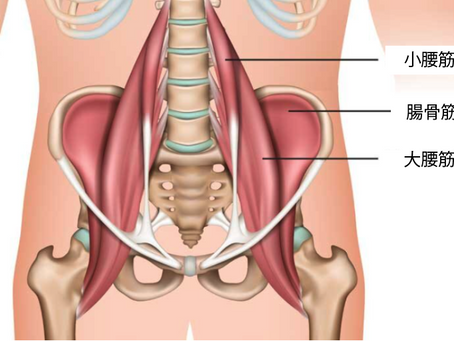 what is iliopsoas muscle ？