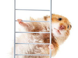 Hallo, Hamsterrad. Hallo, Routine.