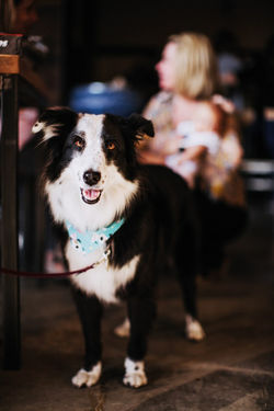 Distillery Dogs: A Whiskey's Best Friend