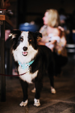 Distillery Dogs: A Whiskey's Best Friend