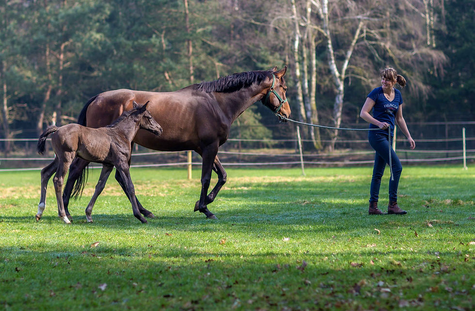 Sta even stil bij het welzijn van onze paarden