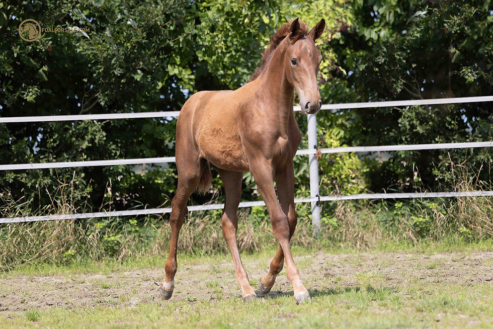 Merrieveulen 2023 - Count on me Z x Diamant de Semilly x Burggraaf