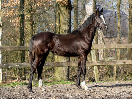 Black beauty Pancho verkocht naar België