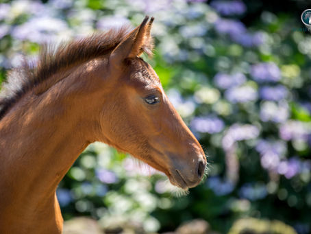 KWPN stelt verbod in op het volledig scheren van veulens