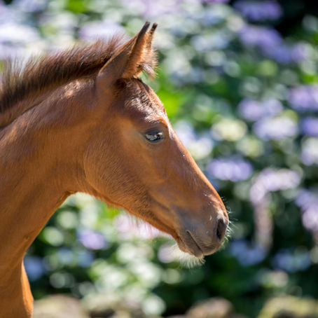 KWPN stelt verbod in op het volledig scheren van veulens