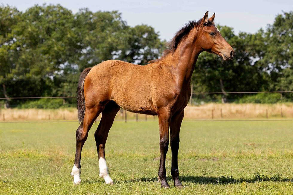 Trudeau Reikja - Next Level x Tirette VDL (Silvano N) x Ahorn