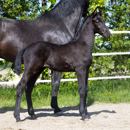 Nieuw springveulen te koop!