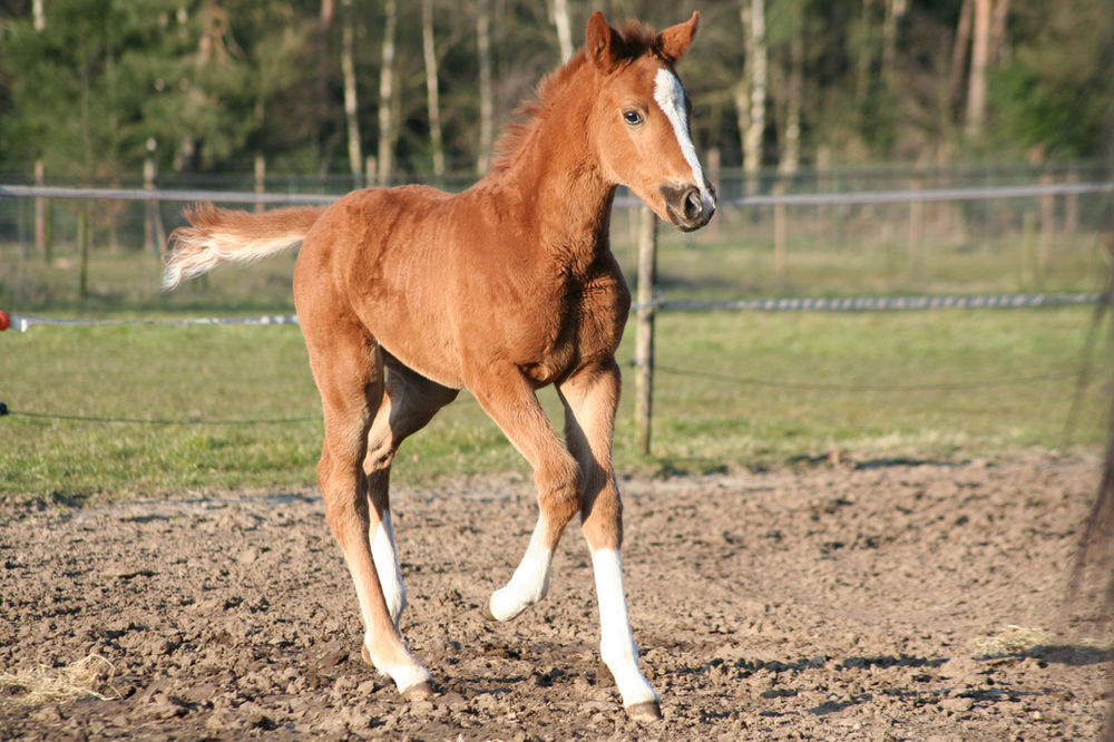 Van veulen tot gereden paard. Wat kost dat eigenlijk?