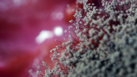 Mold