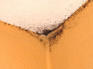 mold on ceilings and walls
