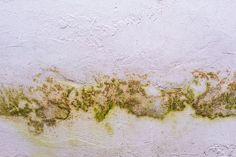 Mold