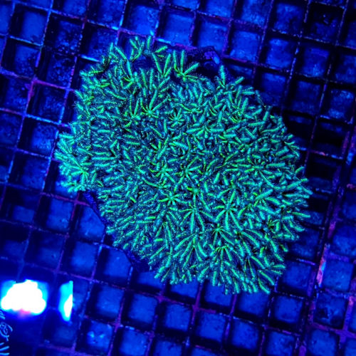 Miniature : Tubipora musica (Yellow-Green)