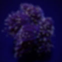 Miniature : Euphyllia yaeyamaensis