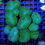Miniature : Lobophyllia (green)