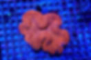 Miniature : Symphyllia (Orange-Red)