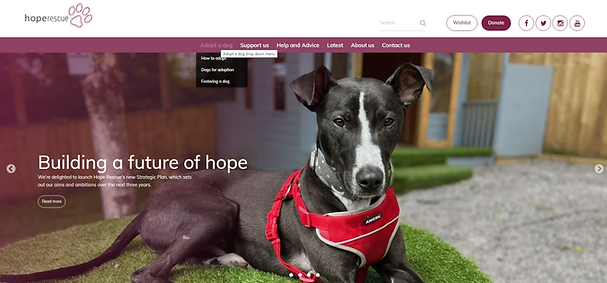 Hope Rescue Cardiff Hope Rescue Charity | Sara Trindade