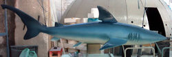 Shark