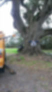Pre-Civil War oak tree - Lodi Farms