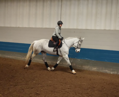 Riding a hunter in the warmup ring at a horse show