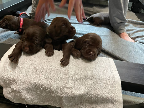 puppys10sept.JPG