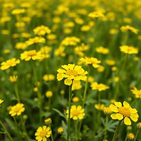 close up of a field of canola in bloom.jpg
