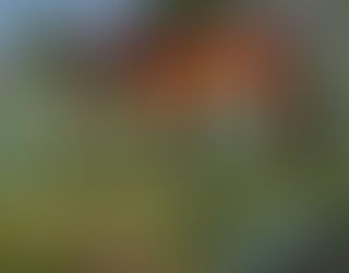 "Born In the Palo Duro"