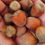 Thumbnail: Hazelnut, 3 -Year Old Northern Seedling (Potted)