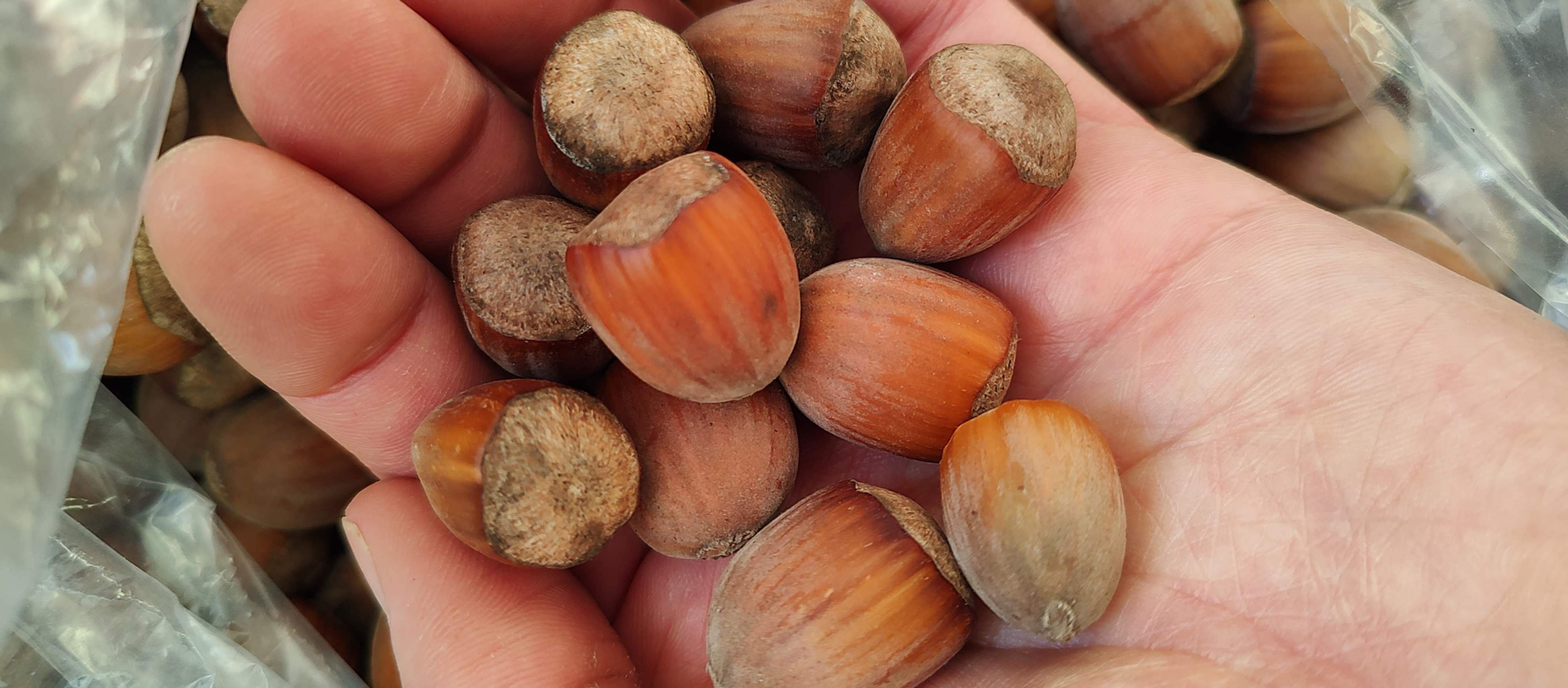 Hazelnut (Seedling of 'Alex'), 3 to 4-Year Old (Bareroot)