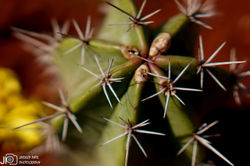 DSC08811_E