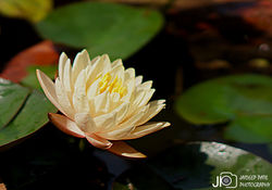 DSC08834_E