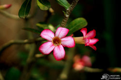 DSC08363_E