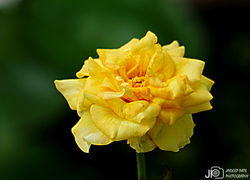 DSC08681_E